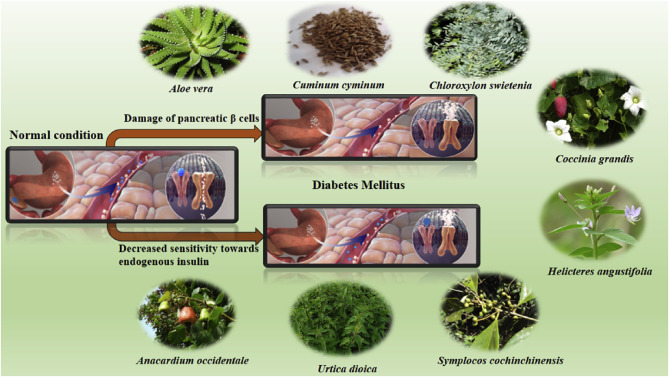 Natural Supplements for Diabetes Management: Do They Work?
