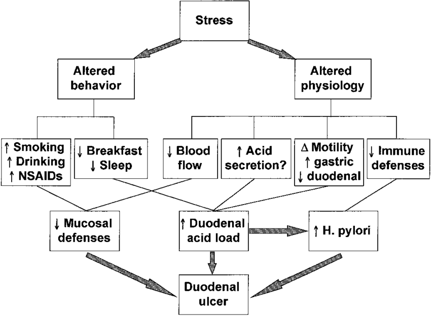 Stress and Its Connection to Ulcer Formation
