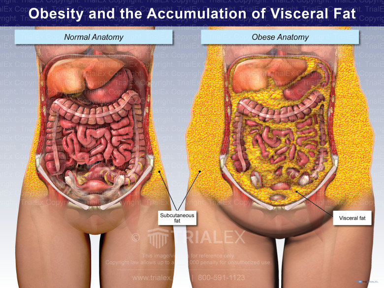 Understanding Body Composition: Muscle vs. Fat