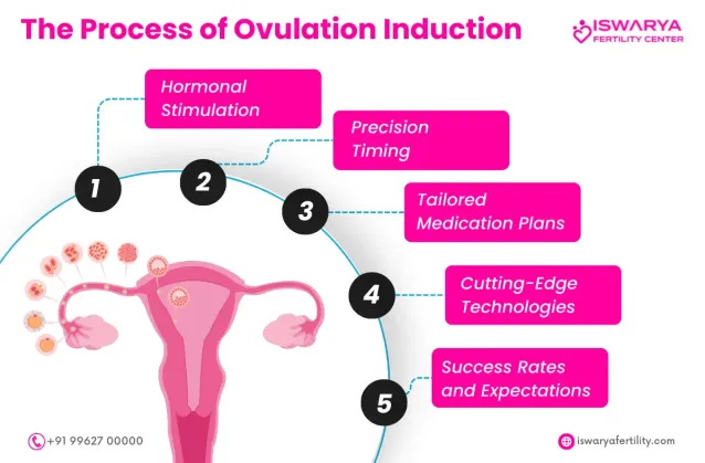 Understanding Ovulation: Timing and Techniques for Maximum Success