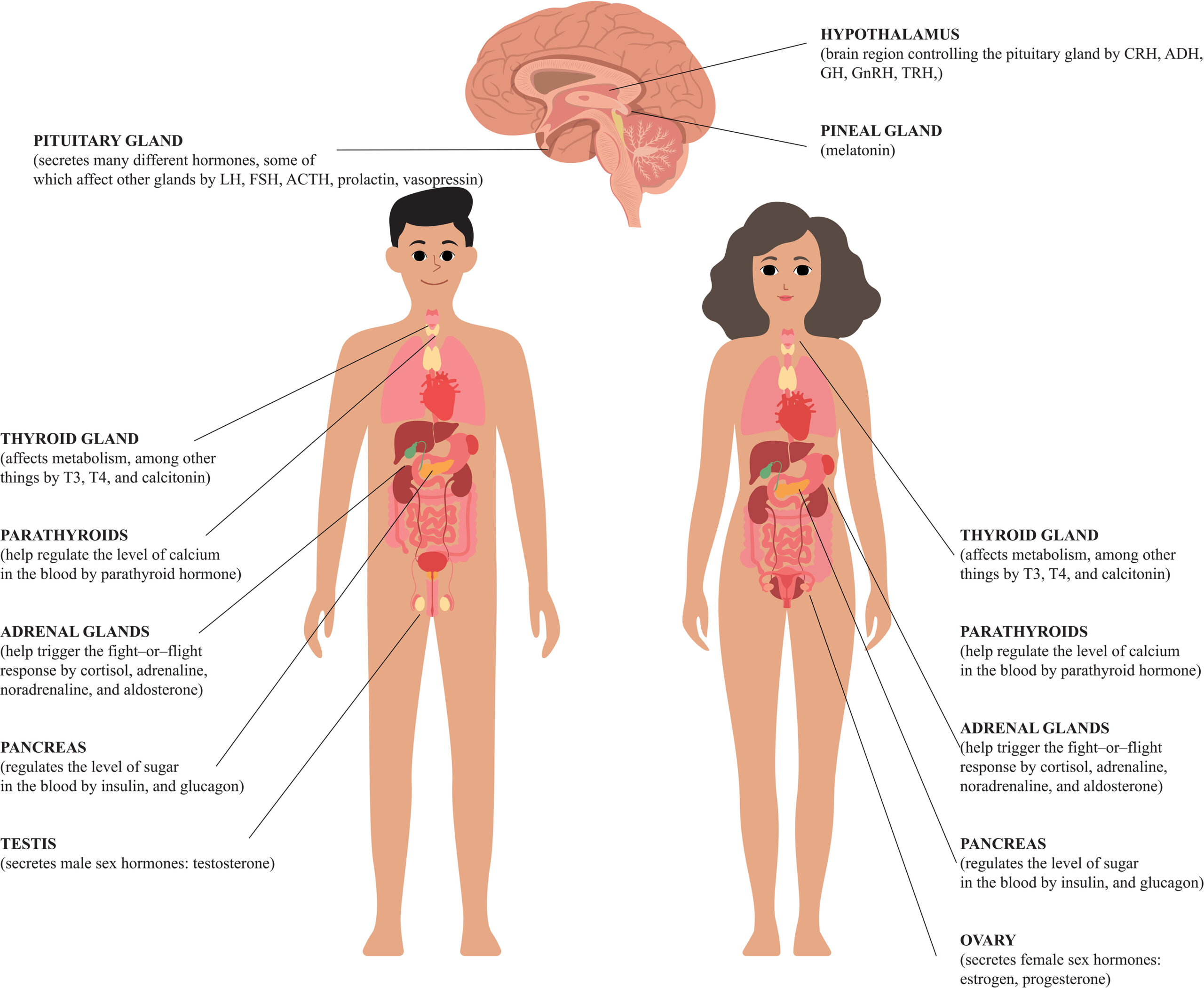 The Role of Hormones in Fertility and How to Balance Them Naturally