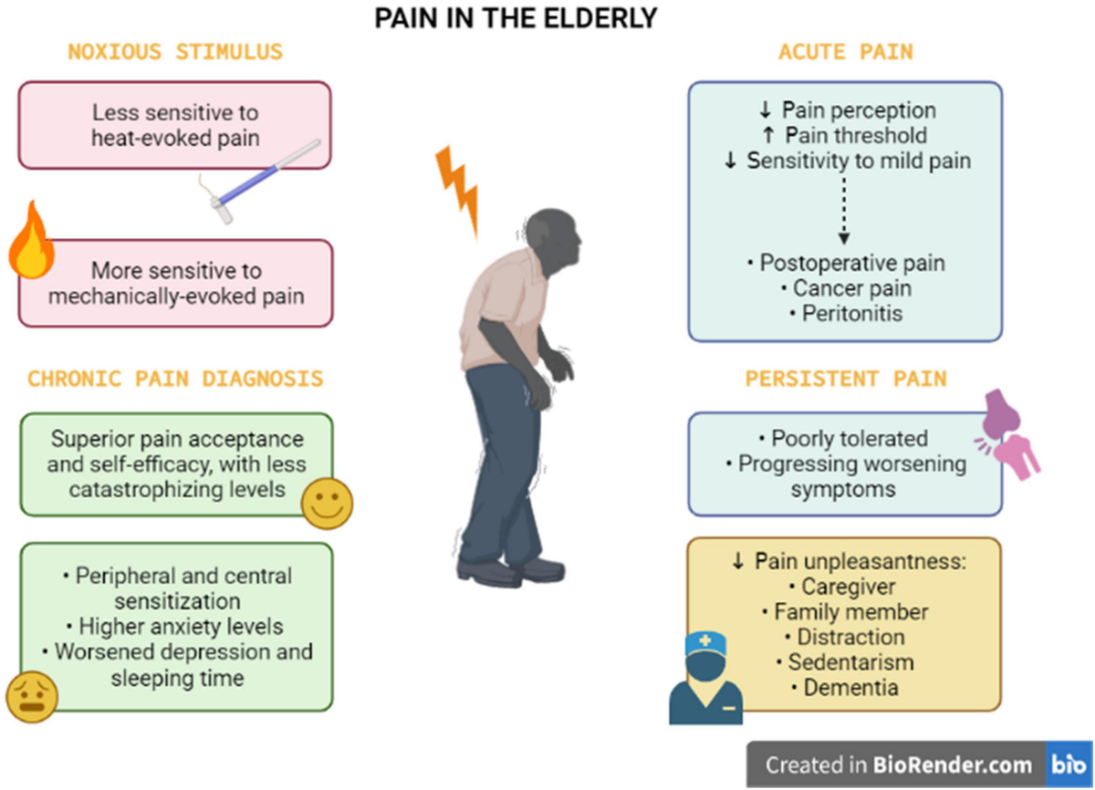 Understanding Back Pain in Older Adults and How to Manage It