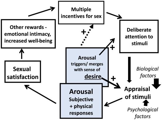 Understanding Sexual Dysfunction: A Comprehensive Overview