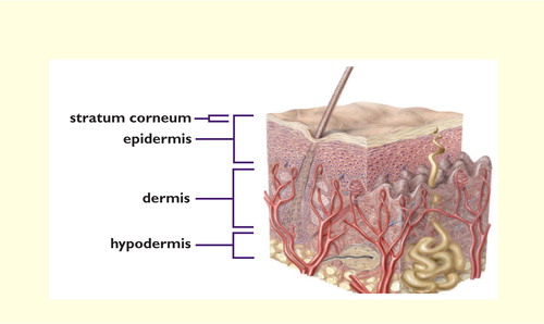 The Impact of Hydration on Ulcer Healing